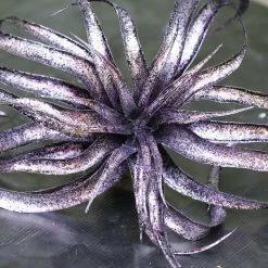 TheHolidayBarn.com Wicked Witch Purple Tillandsia Stem Halloween