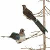 Sage & Co. Christmas Winter Love Birds Clip-On Ornaments